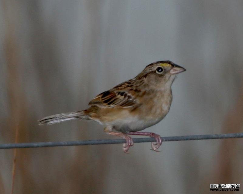 �ݵ�Ӭ�c��ͼƬ