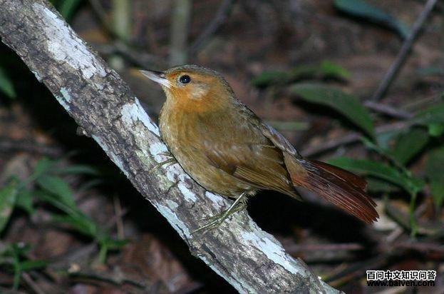 �ݻ�ʰҶȸ��ͼƬ