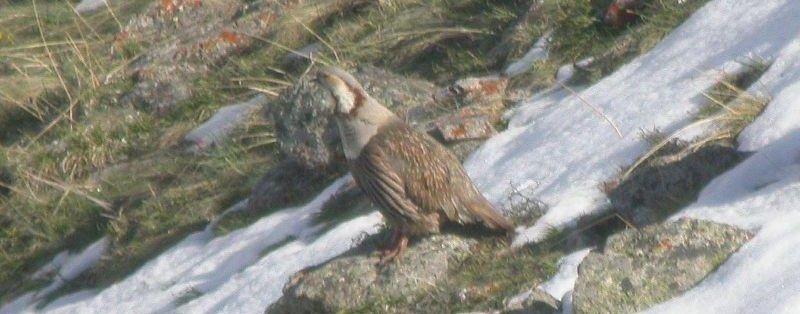 ����ѩ����ͼƬ