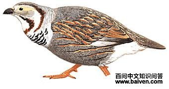 ����ѩ��