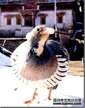 ����ѩ��