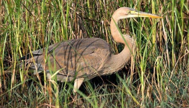 ���أ�����