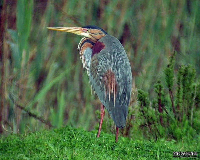 ���أ���ֳ��