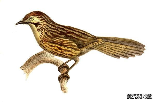 草鹛属 草鹛属的图片