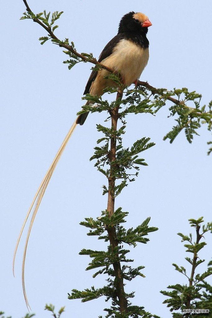 ��βά��ȸ��ͼƬ