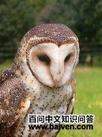 ��Ŭ˹���^