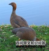 ��ͷ����