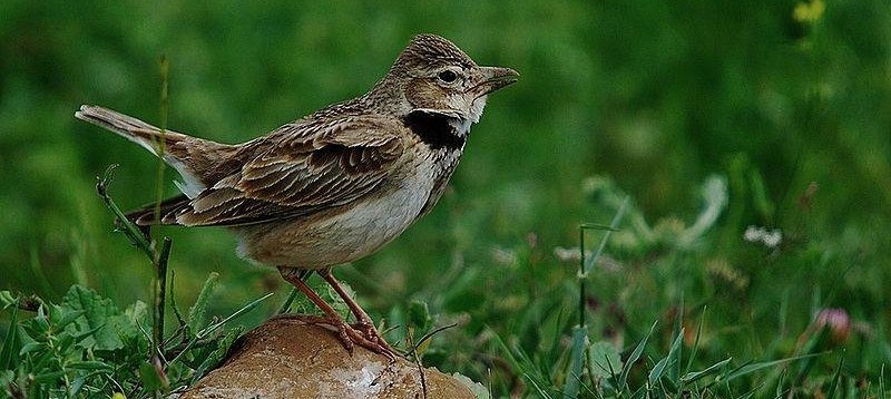 ��ԭ�����ͼƬ