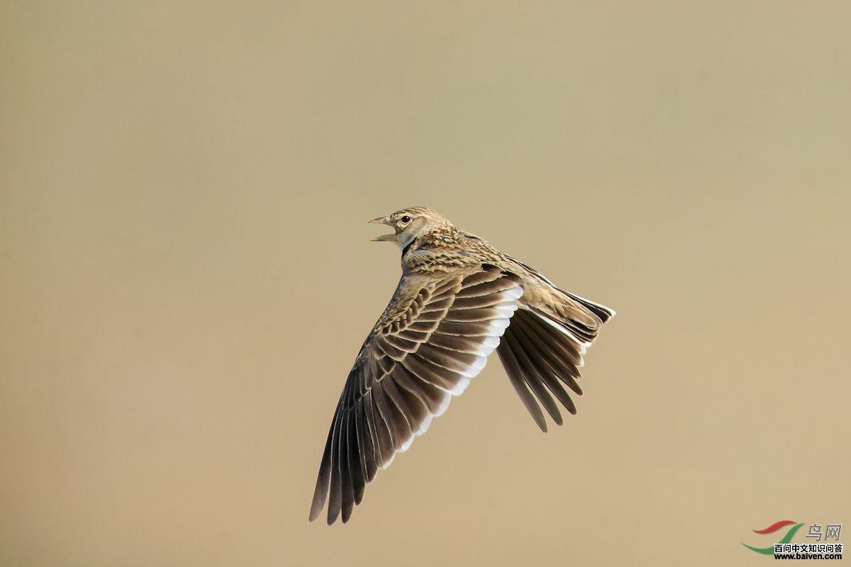 ��ԭ���飺�����Ӱ�����½�