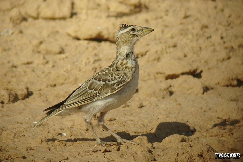 ��ԭ���飺����