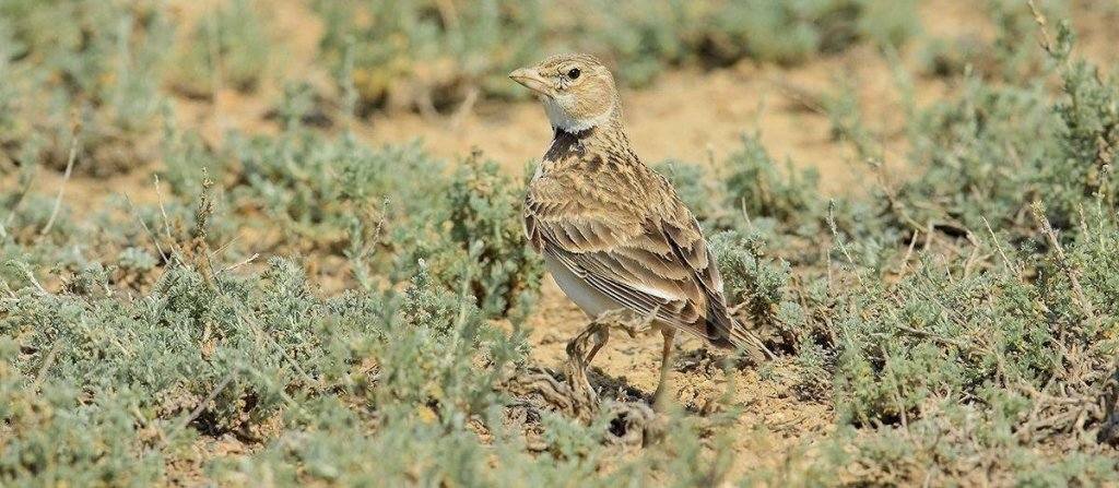 ��ԭ���飺�����Ӱ�����½�