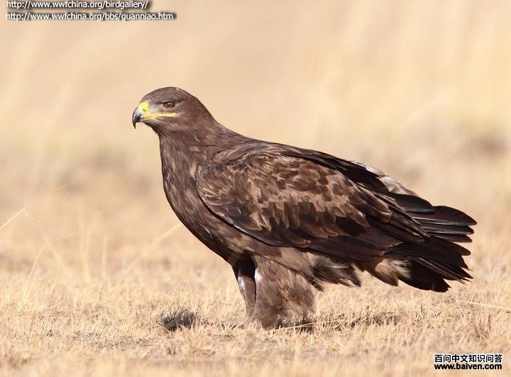 草原雕 草原雕的图片