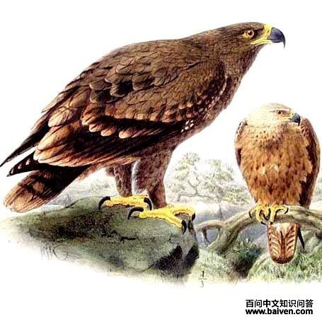 ��ԭ����̬����ͼ