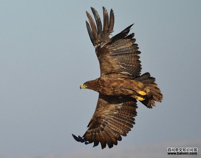 ��ԭ�񣺷���