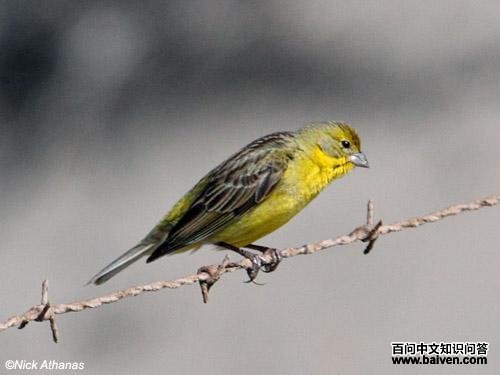 ��ԭ��ȸ�c��ͼƬ