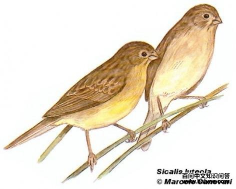 ��ԭ��ȸ�c