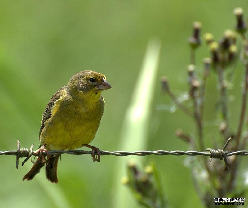 ��ԭ��ȸ�c