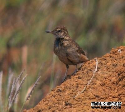 ��ԭ��Ѩȸ��ͼƬ