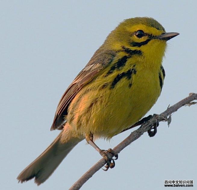 ��ԭ��ݺ��ͼƬ