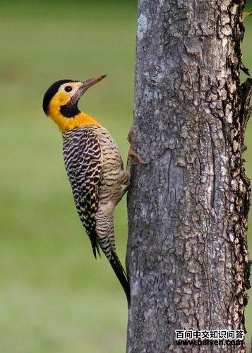 草原扑翅鴷 草原扑翅鴷的图片