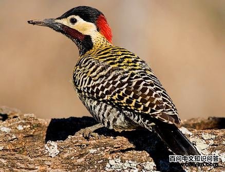 ��ԭ�˳���