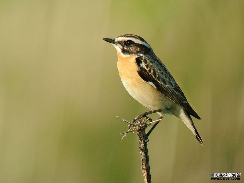 草原石鵖 草原石鵖的图片