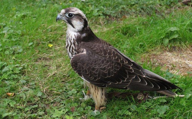 ��ԭ����ͼƬ