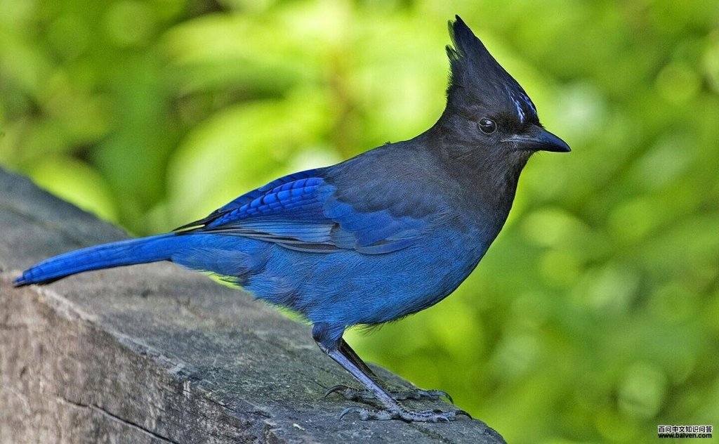 暗冠蓝鸦 暗冠蓝鸦的图片