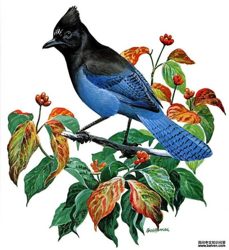 ������ѻ����������ͼ