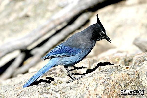 ������ѻ