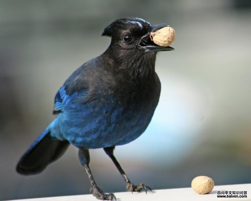 ������ѻ