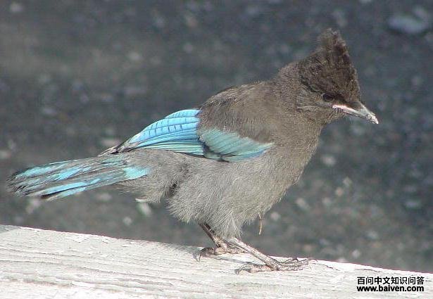 ������ѻ������