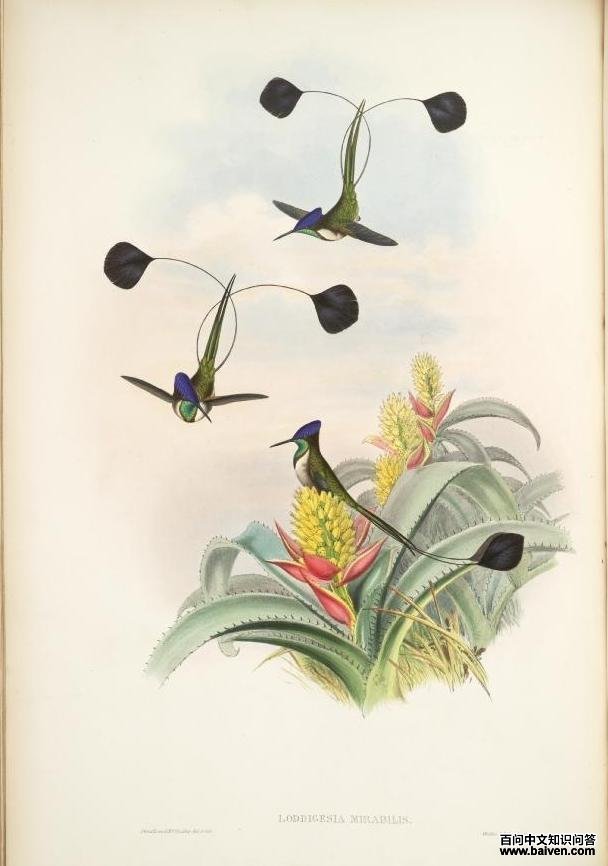 叉扇尾蜂鸟 叉扇尾蜂鸟的图片