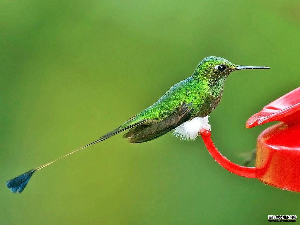 ����β����