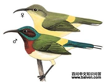 ��β̫����