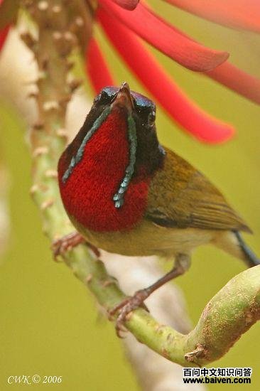 ��β̫����