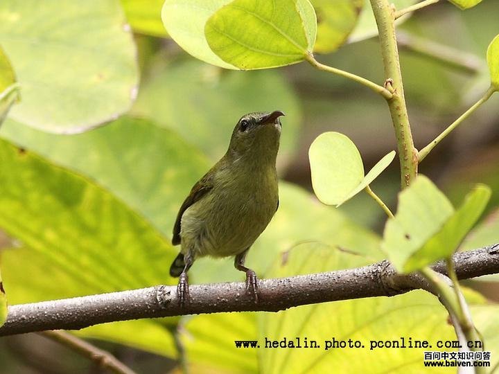 ��β̫���񣺴���