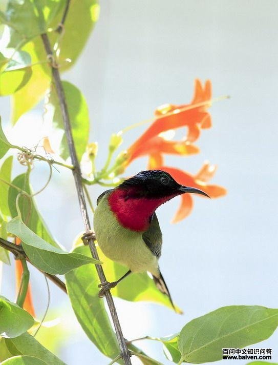 ��β̫��������