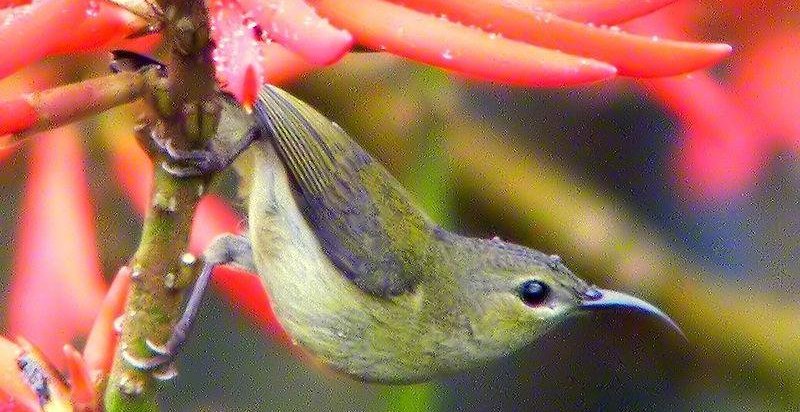 ���Բ�β̫����