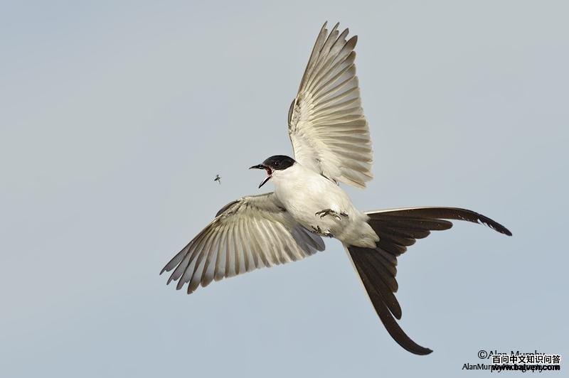 ��β�����l����ʳ