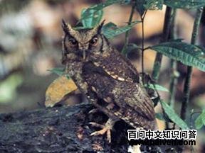 茶腹角鸮 茶腹角鸮的图片