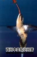 �踹������