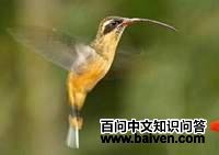 �踹������