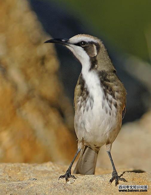 ��ڰ�����