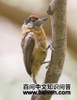 茶色姬啄木鸟 茶色姬啄木鸟的图片