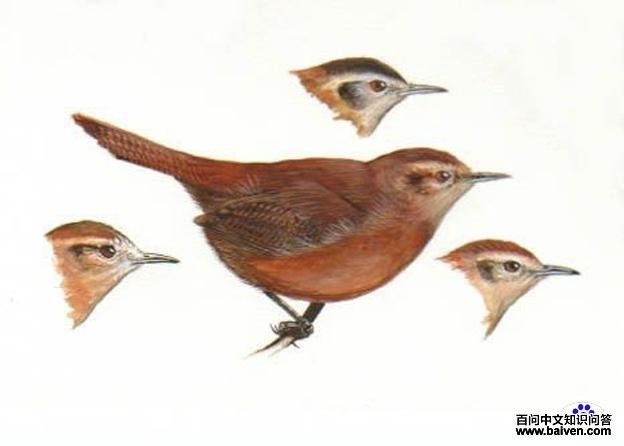 ��ɫ���ӵ�ͼƬ