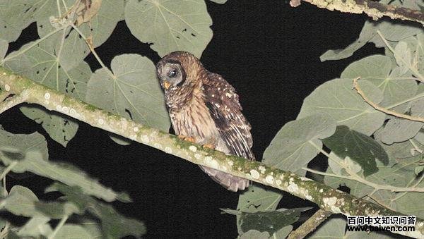 ��ɫ���^��ͼƬ