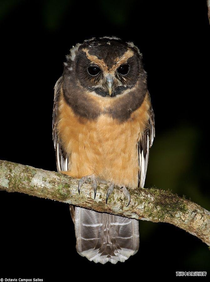 ��ü�۾��^��ͼƬ