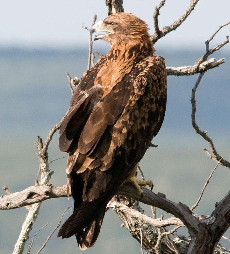 ��ɫ���ͼƬ