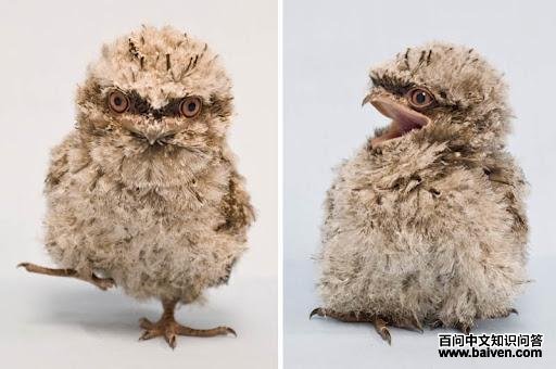 ��ɫ��𷣺����